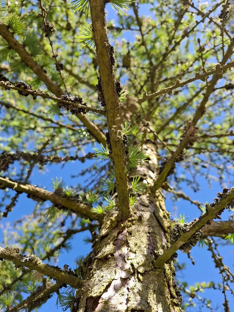 Vibrant Larch Tree: Upward Gaze to Spring Sky