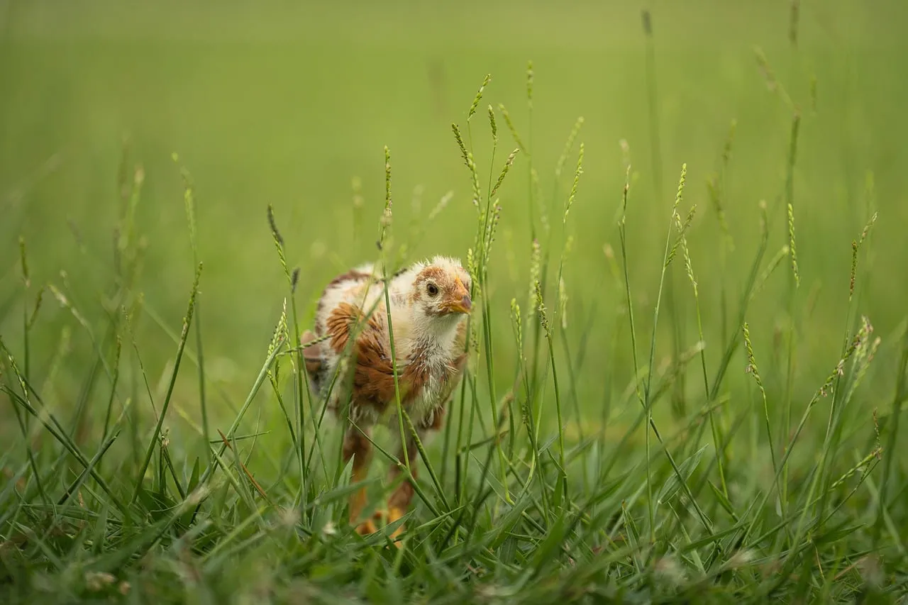 Charming Chick's Spring Stroll in Verdant Meadow