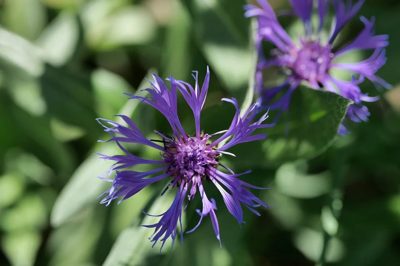 Vibrant Purple Knapweed Bloom in Spring Sunlight