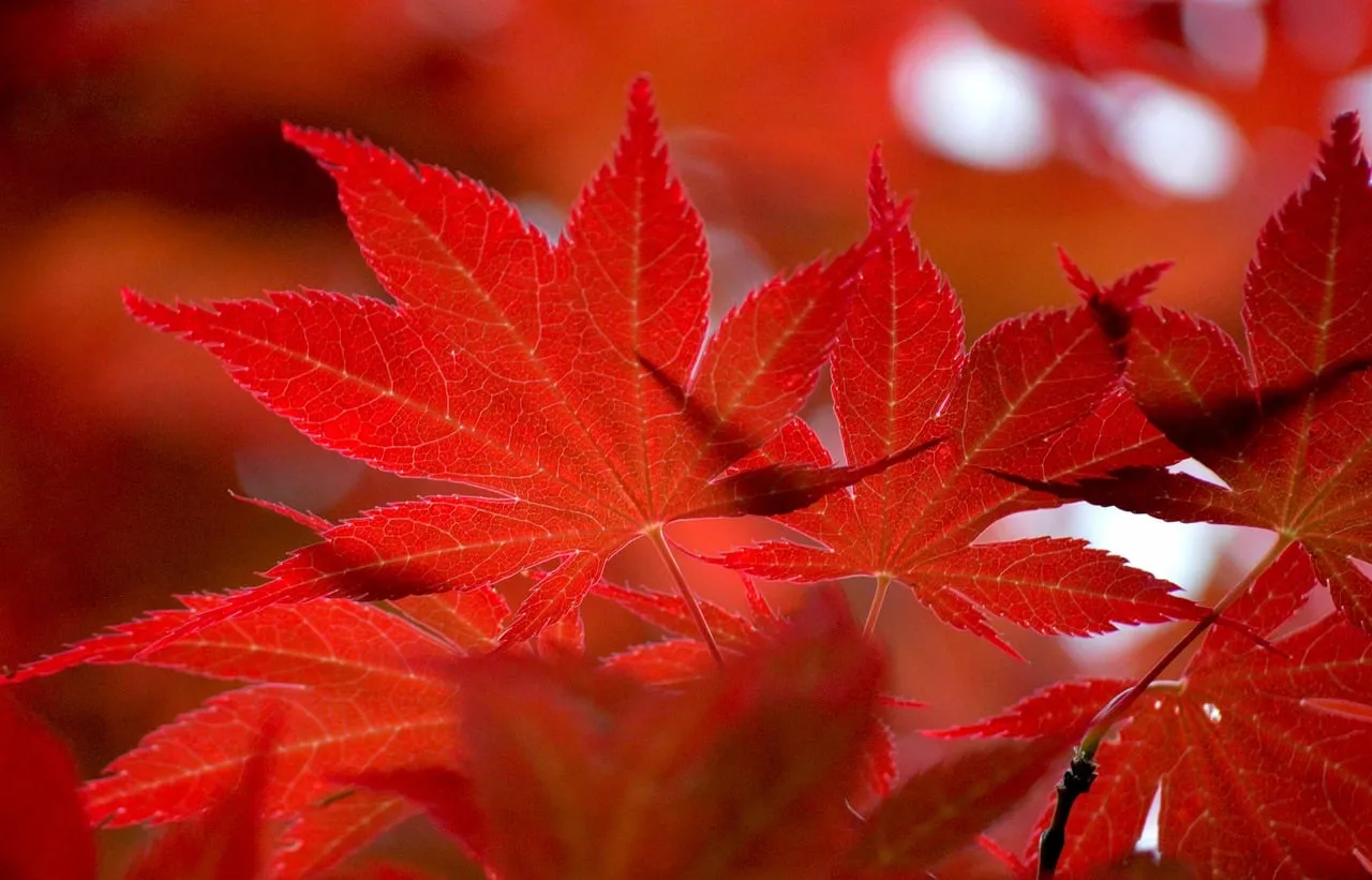Vibrant Red Maple Leaves: A Stunning Autumn Tapestry
