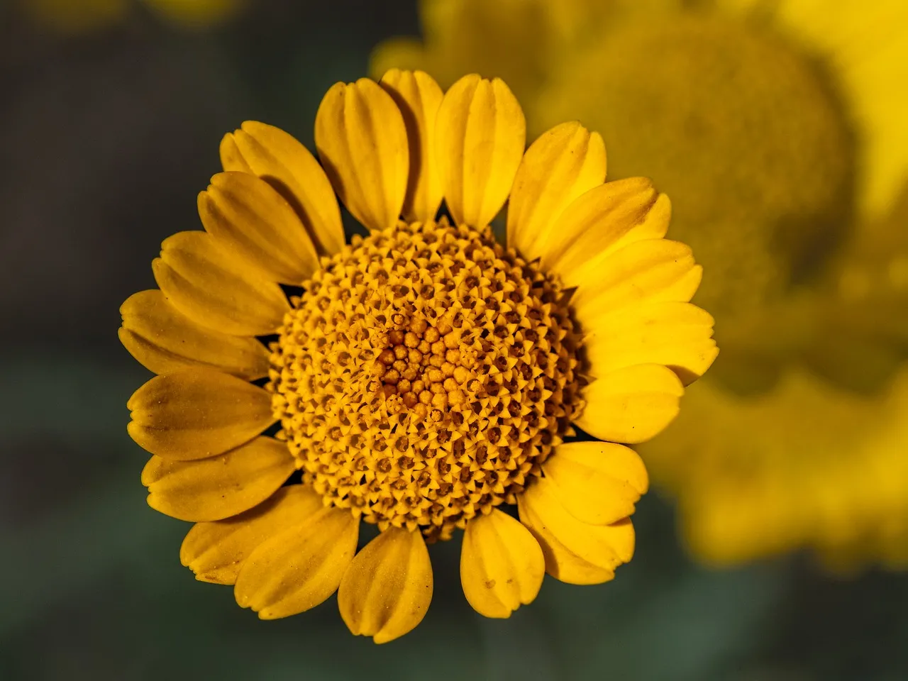Vibrant Yellow Bloom: A Stunning Close-up of Nature's Radiance