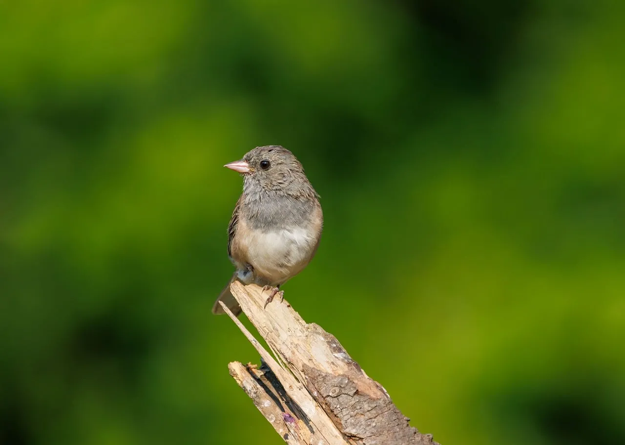 Charming Wild Bird: A Close-Up of Nature's Serenity