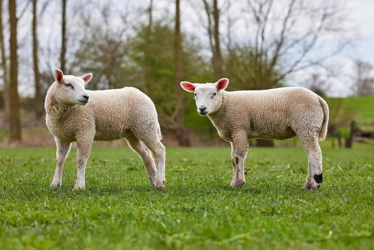 Adorable Twin Lambs Explore Lush Spring Meadow