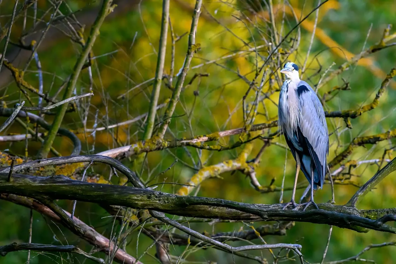 Majestic Heron Perched Amidst Autumn's Embrace