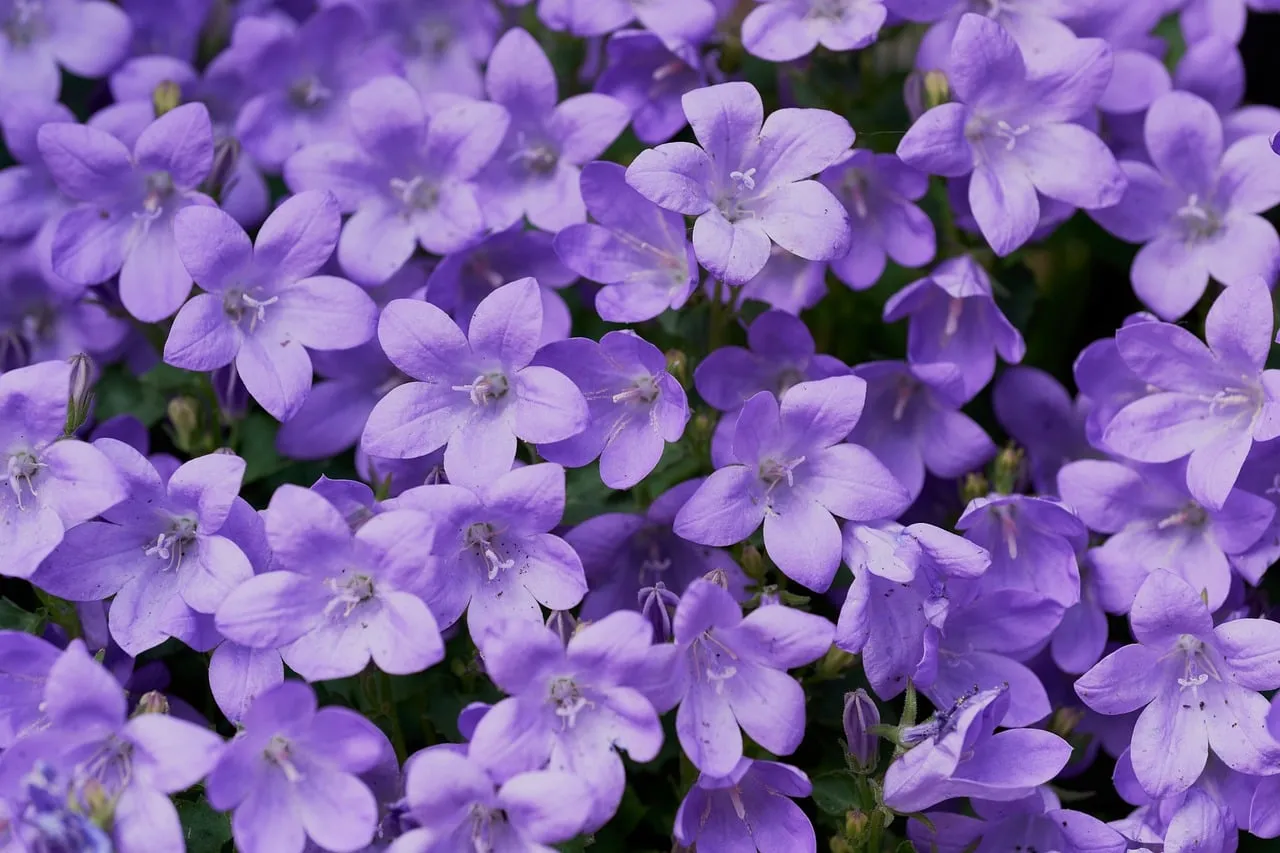 Vibrant Bellflower Carpet: A Symphony of Lavender Blooms