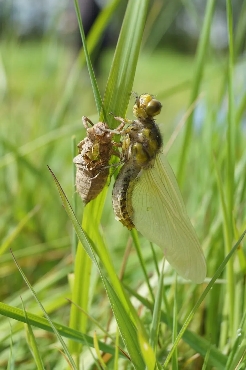 Stunning Dragonfly Emergence: A Macro View of Nature's Transformation
