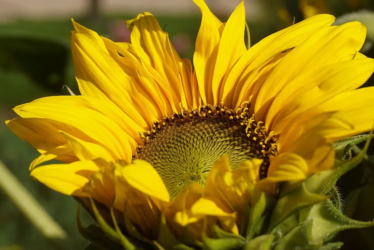 Vibrant Sunflower Close-up: Nature's Golden Embrace