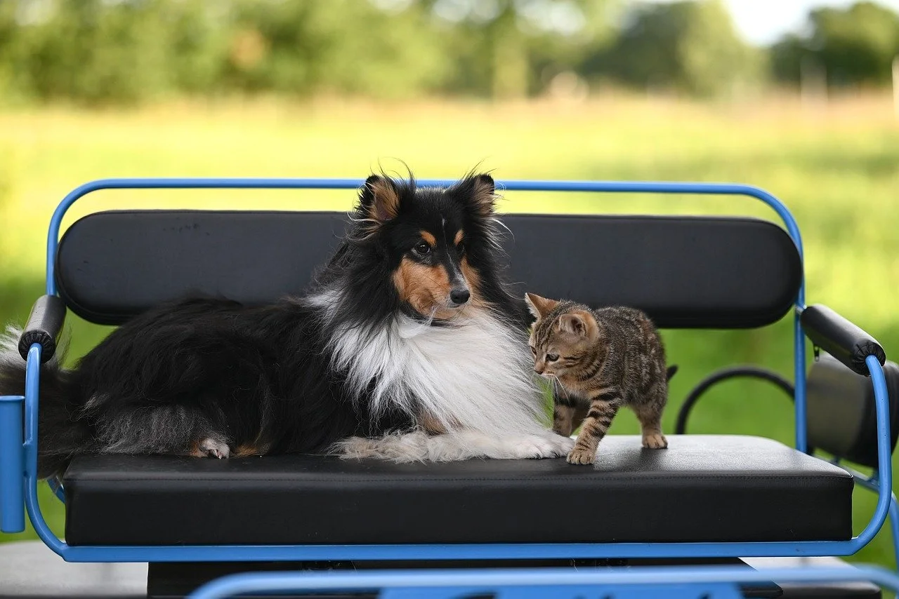 Unlikely Duo: Shetland Sheepdog Stuart & Tabby Kitten Mila's Sweet Moment