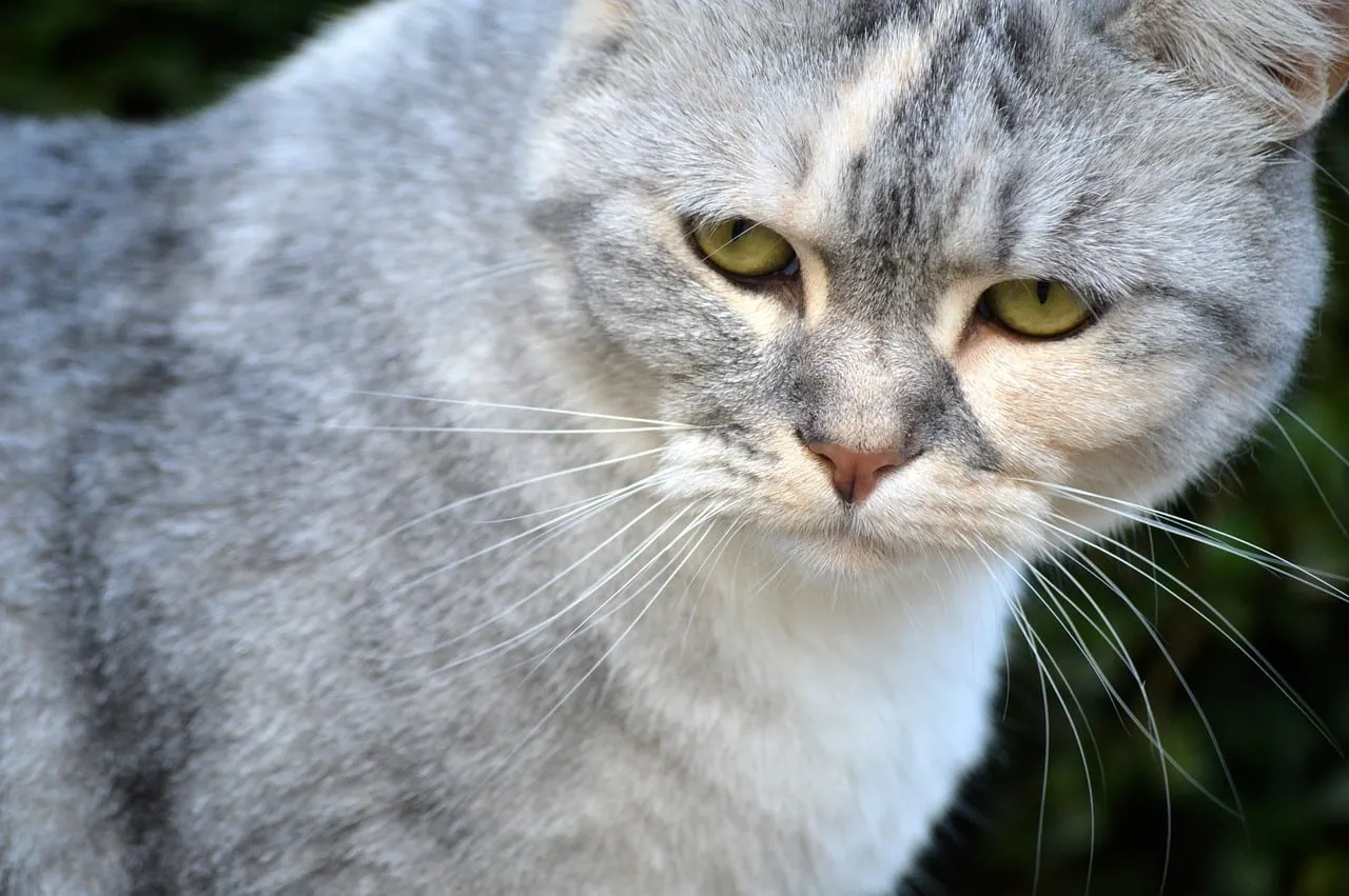 Captivating Gaze: Close-up of a Striking Grey Tabby Cat
