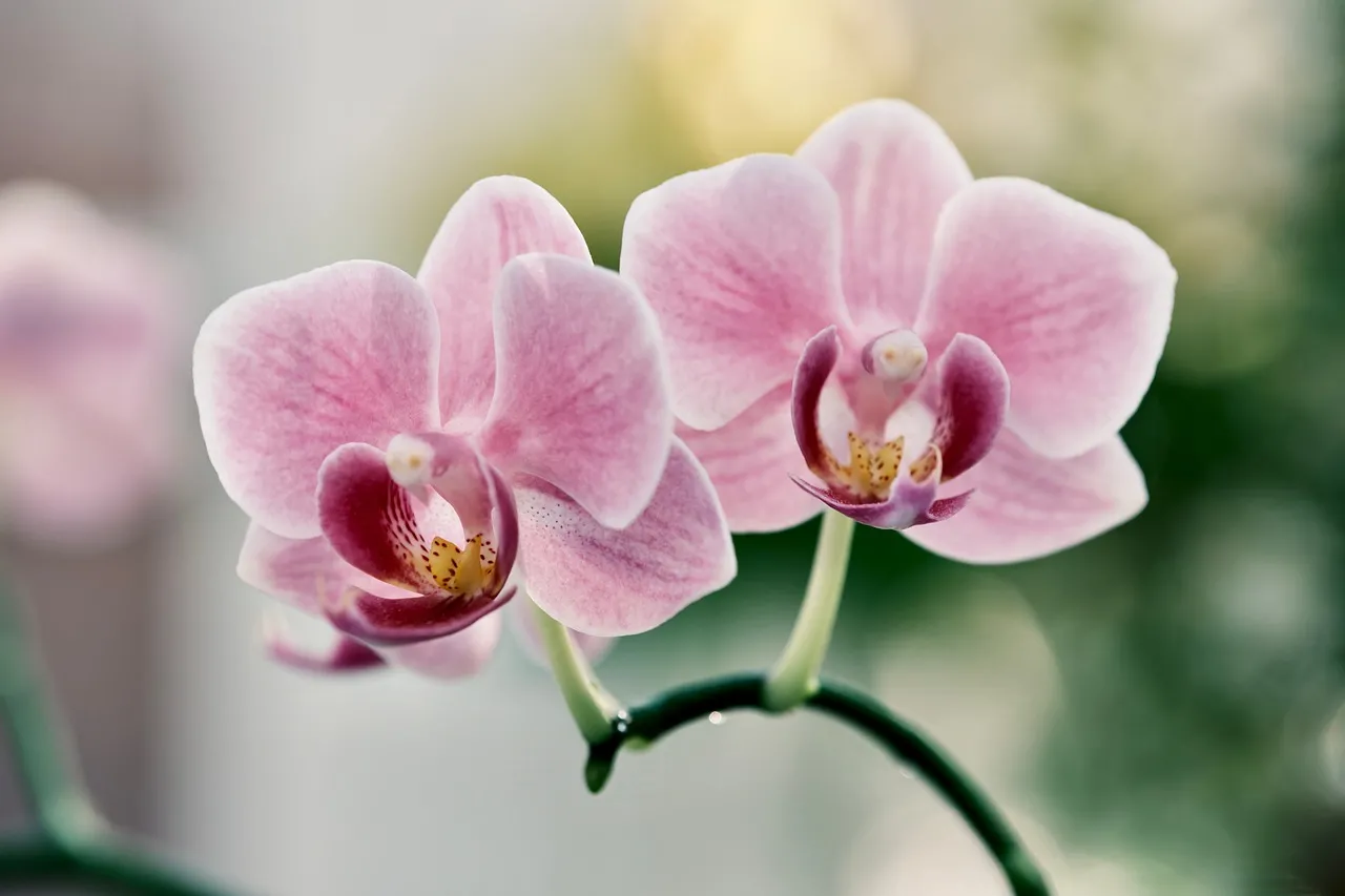 Stunning Pink Orchid Bloom: A Delicate Floral Close-Up