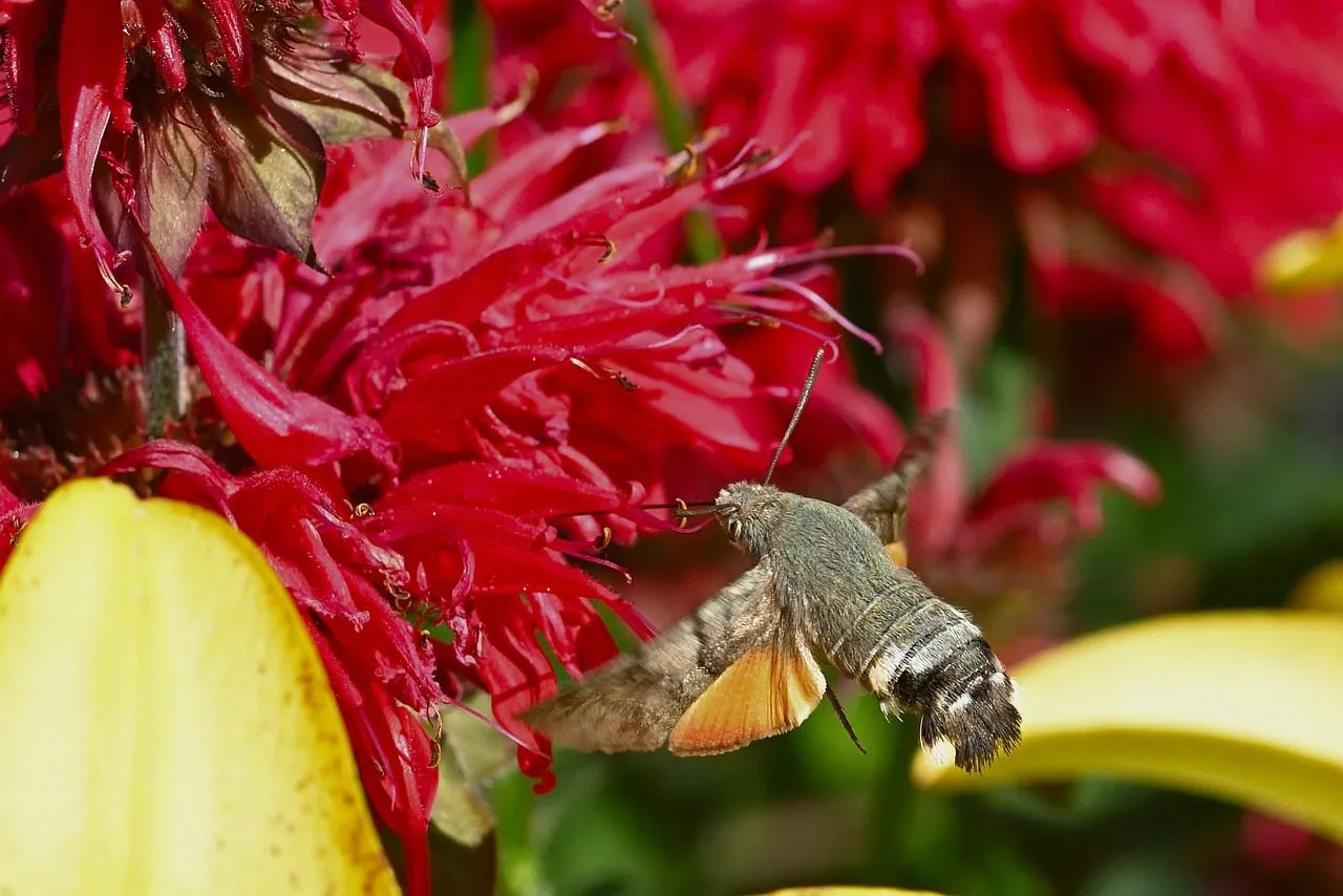Vibrant Hummingbird Hawk-Moth Pollinating Zinnia