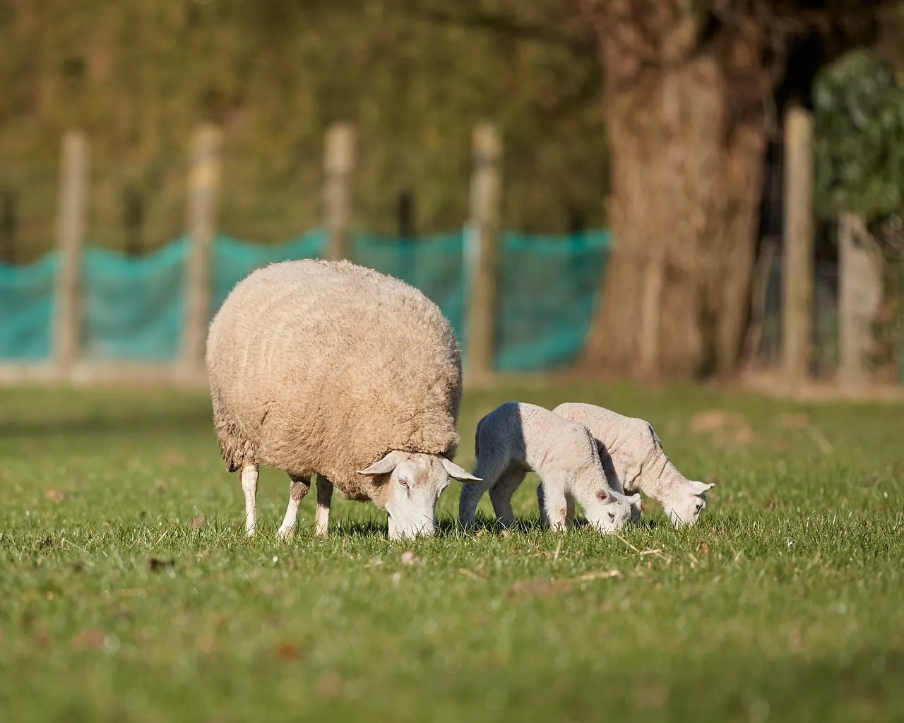 Charming Spring: Ewe and Lambs Grazing Peacefully