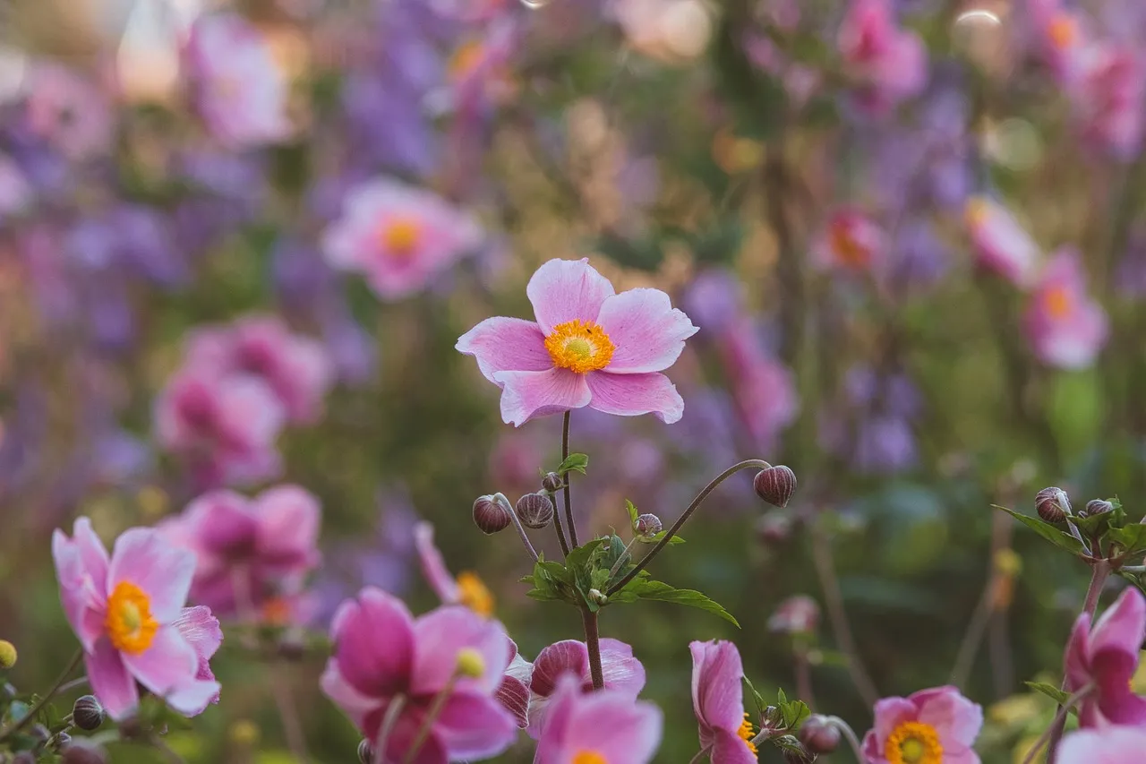 Vibrant Pink Anemones Bloom in a Lush Summer Garden