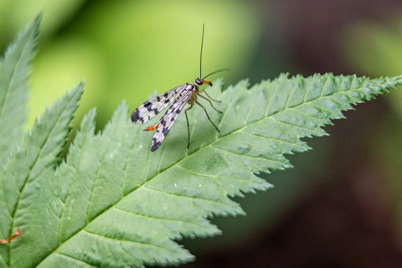 Stunning Macro: Scorpionfly Elegance on a Green Leaf