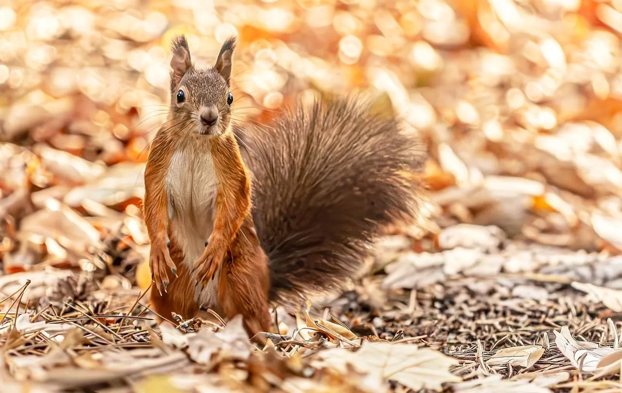 Charming Red Squirrel Amidst Golden Autumn Leaves