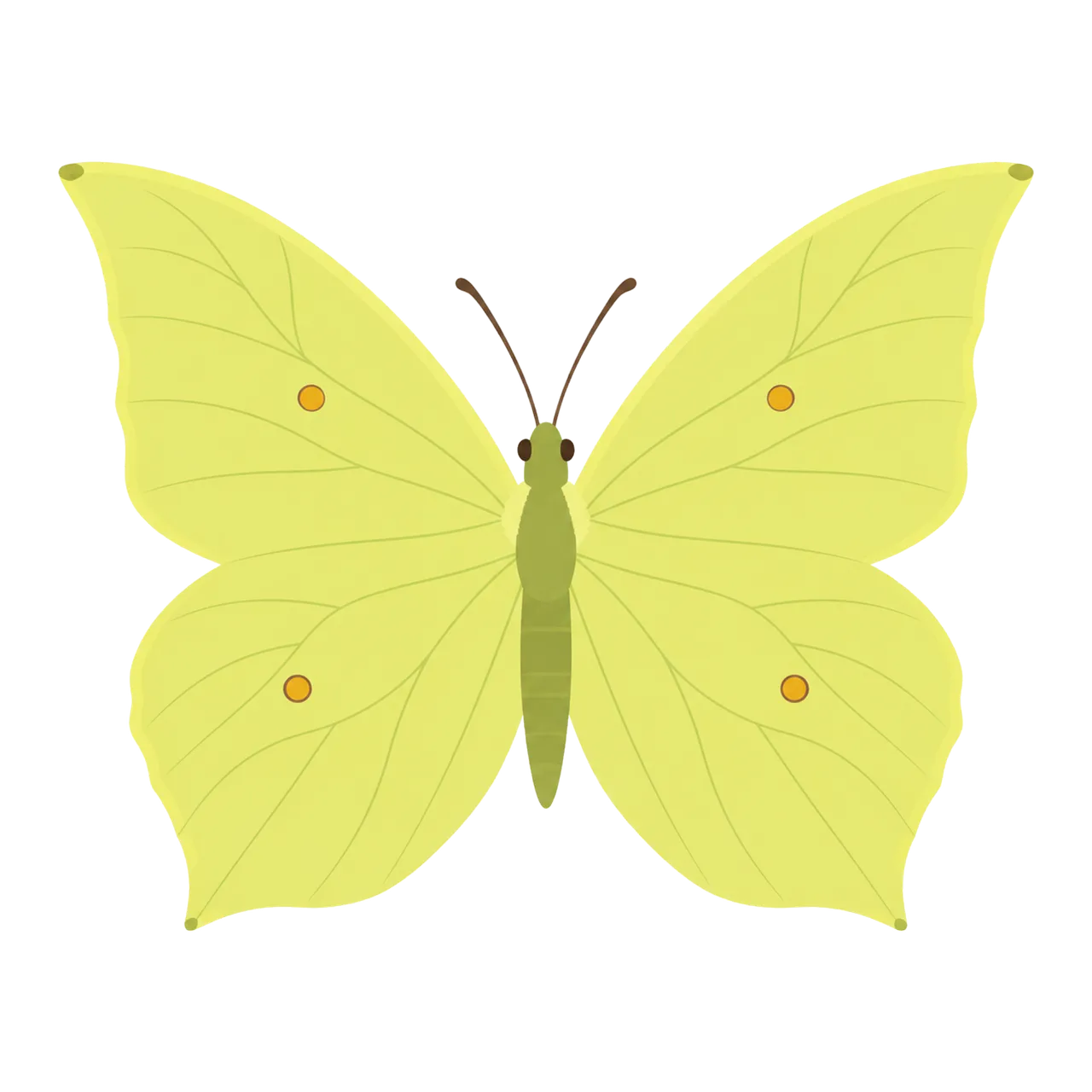 Vibrant Yellow Brimstone Butterfly Isolated on Black