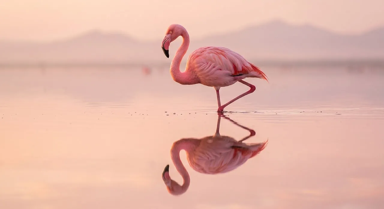 Stunning Pink Flamingo Reflecting in Sunset Waters