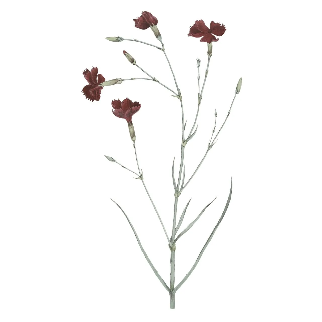 Delicate Red Carnation Botanical Art Print