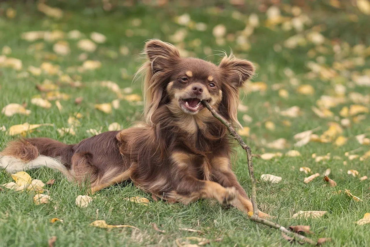 Joyful Long-Haired Chihuahua Playing with Stick in Autumn Grass