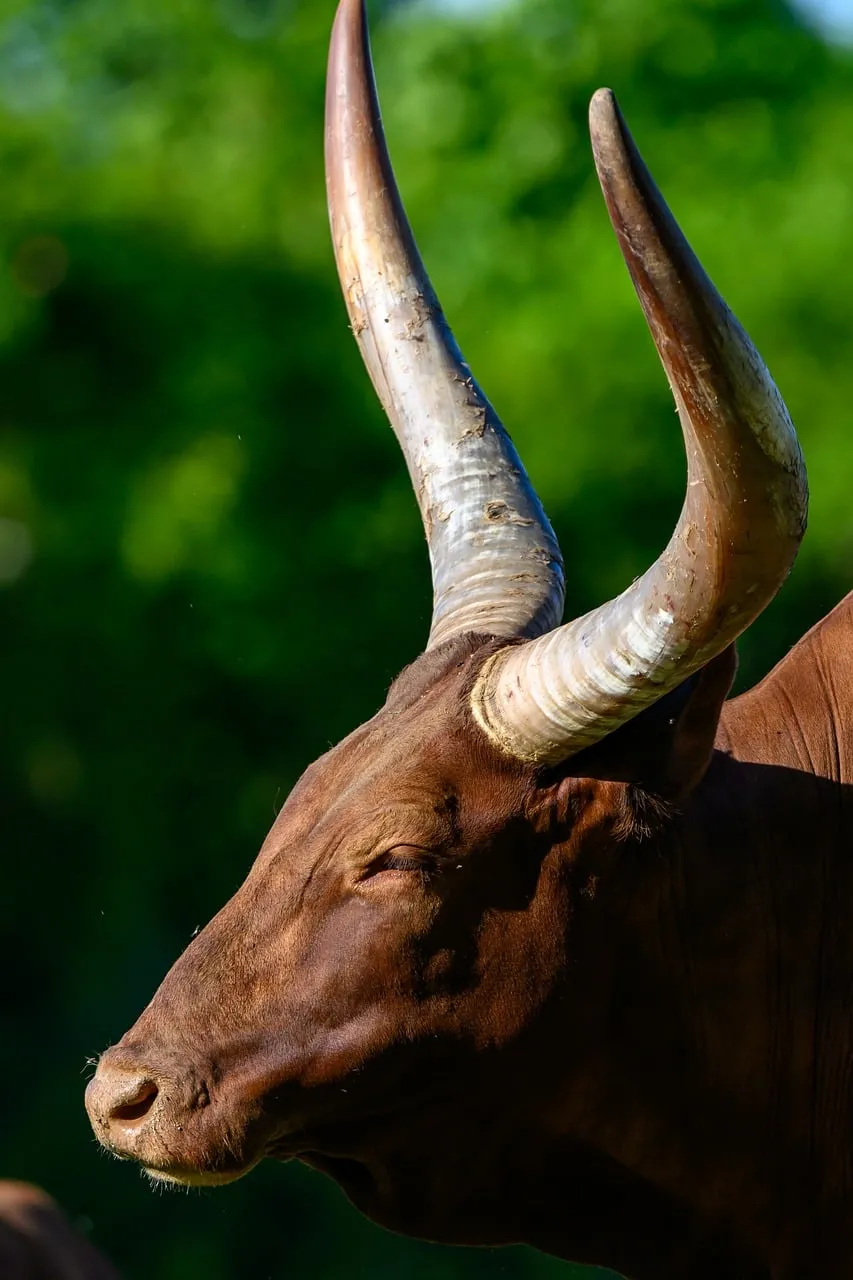 Majestic Horned Cow: Serene Pasture Portrait