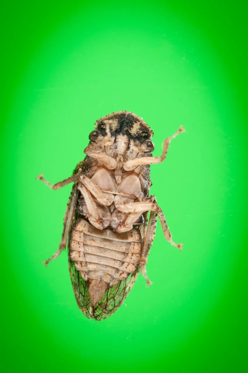 Stunning Macro: Ledra Auditura Leafhopper Underbelly on Vivid Green