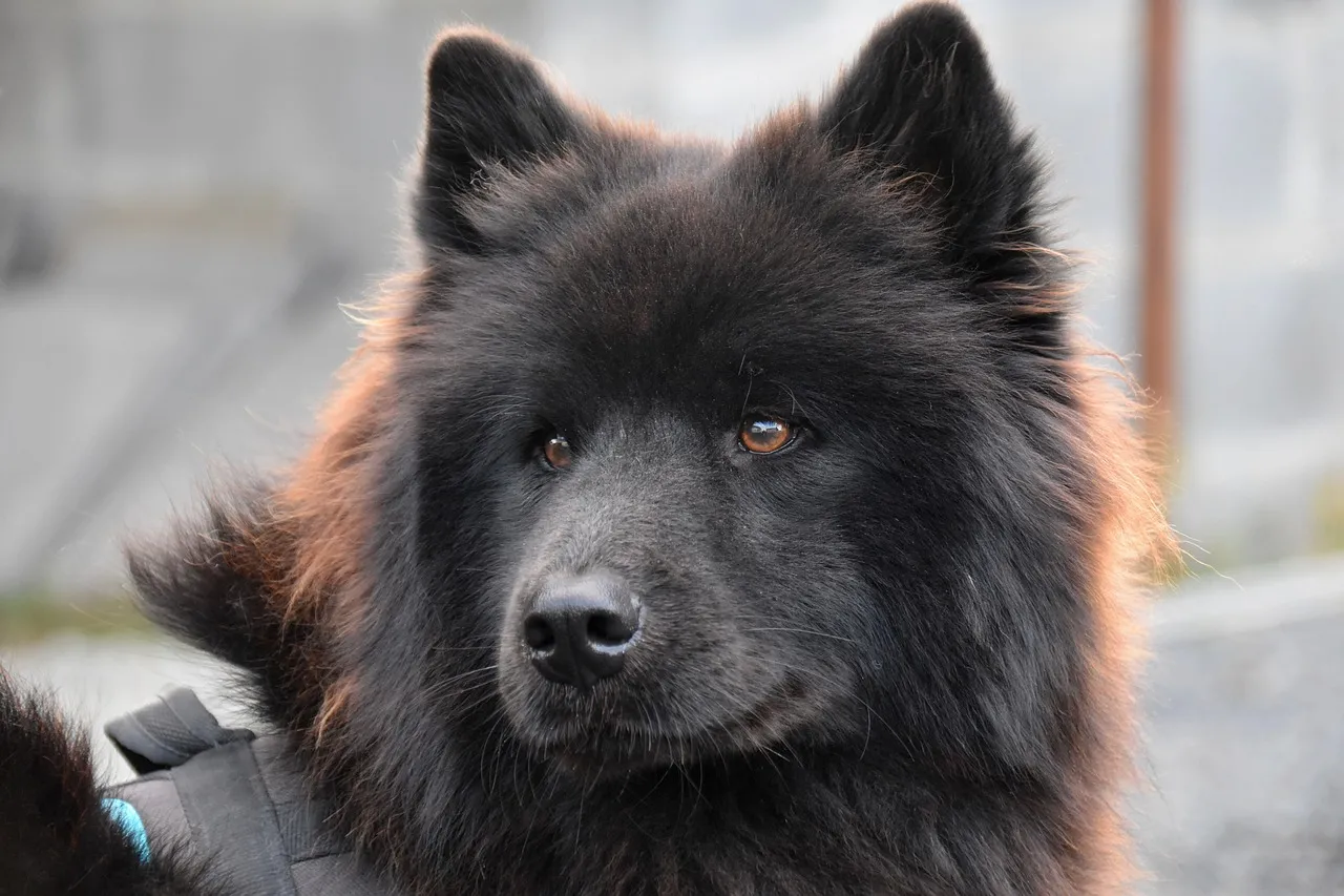 Majestic Black Eurasier: A Glimpse of Canine Nobility