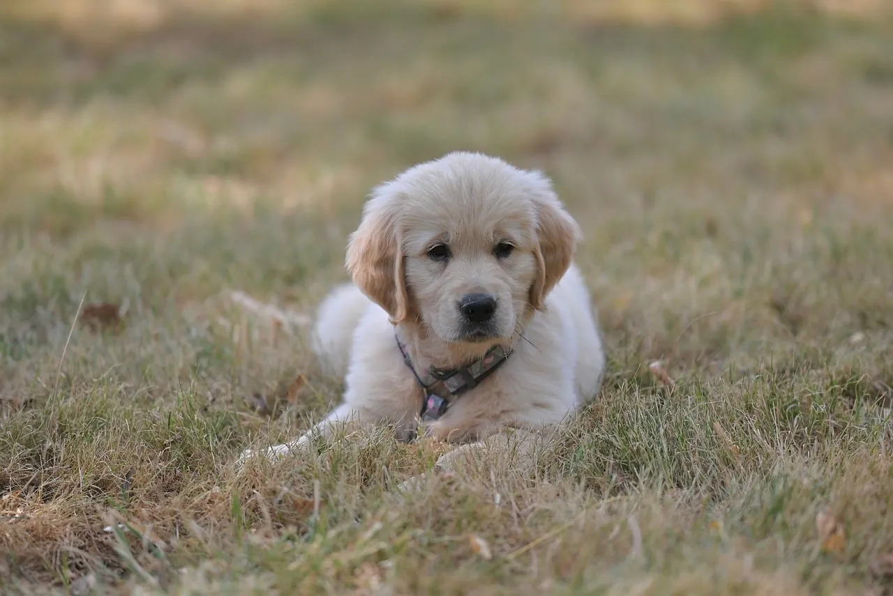 Adorable Golden Retriever Puppy Resting in Nature's Embrace