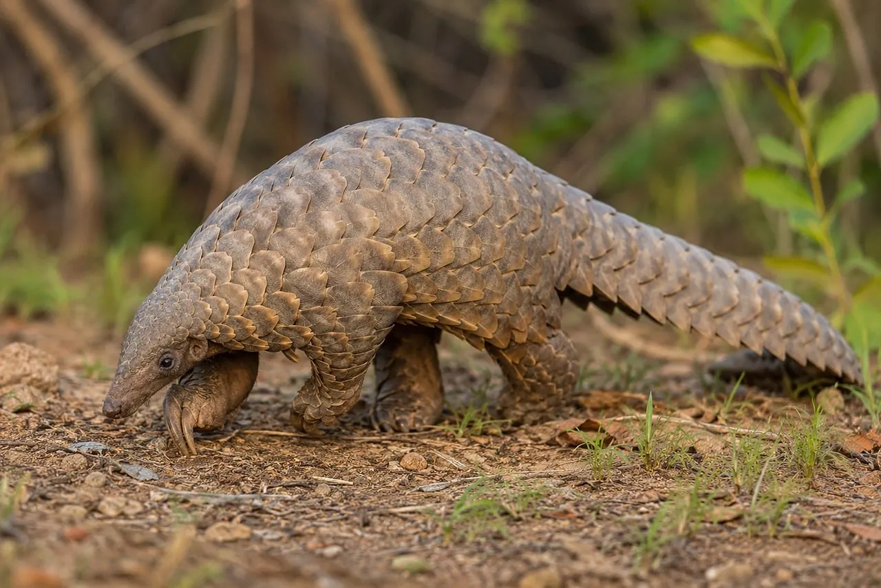 Rare Scales: Intimate Portrait of an Endangered Pangolin