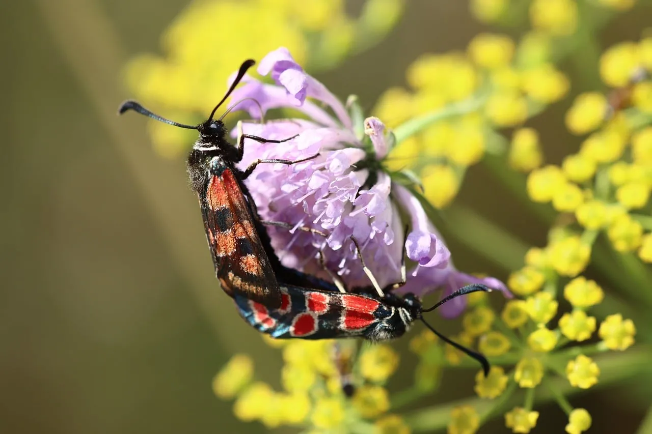 Vibrant Macro: Mating Moths on Wildflower Bloom