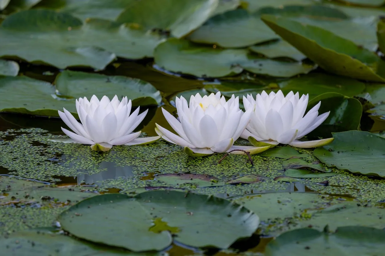 Serene White Water Lilies Gracing a Tranquil Pond