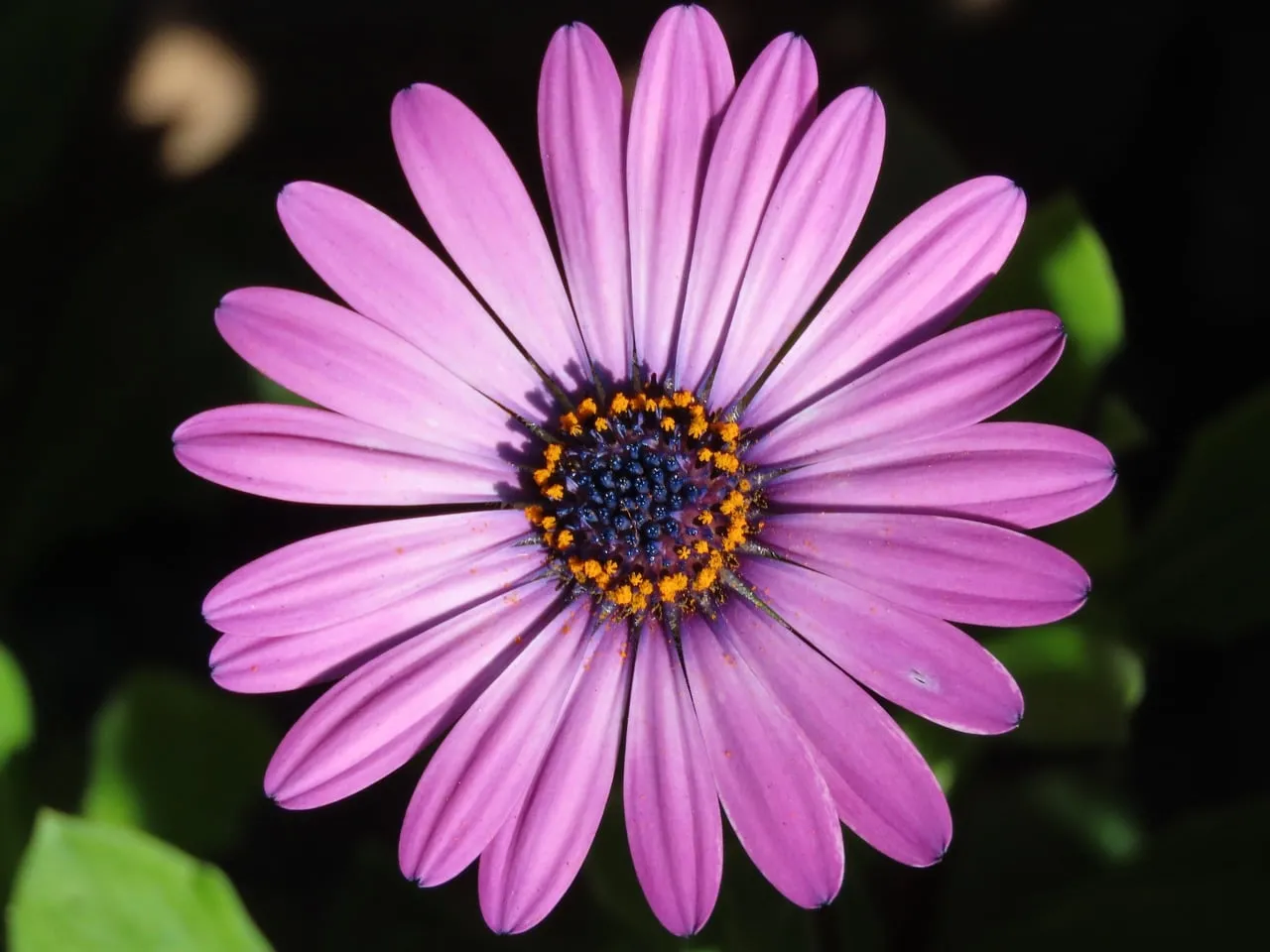 Vibrant Purple Daisy: Macro Beauty in Full Bloom