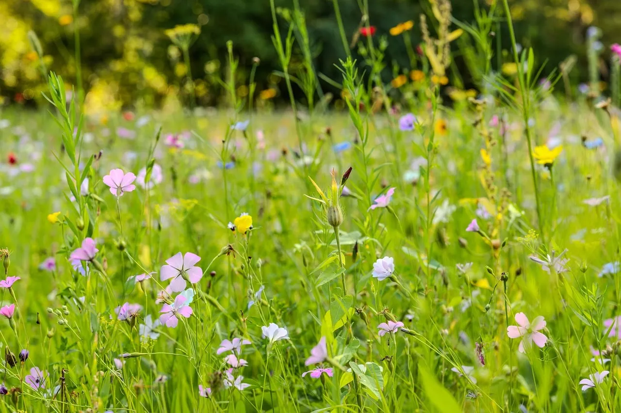 Vibrant Spring Meadow: A Symphony of Wildflowers