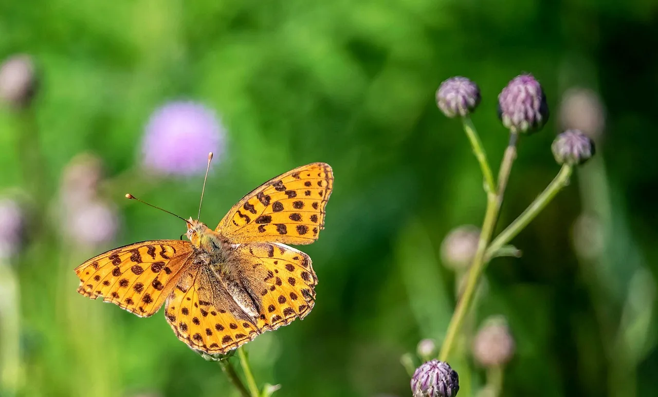 Vibrant Pearl Moth: A Nature's Jewel Close-Up
