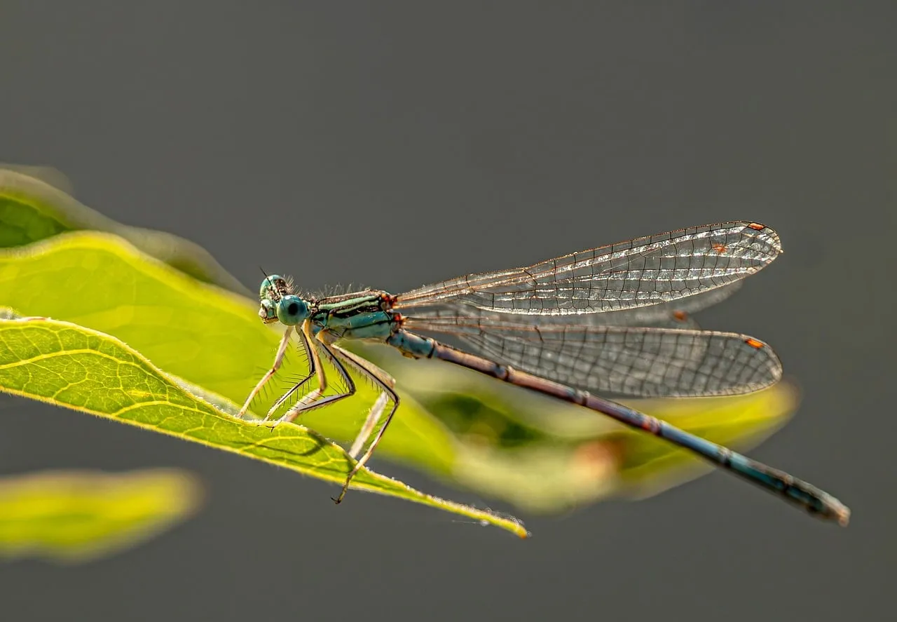 Stunning Macro: Delicate Dragonfly Perched on Vibrant Leaf