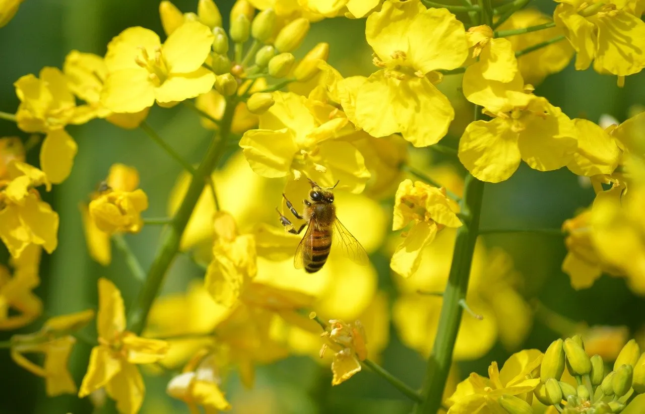 Vibrant Yellow Rapeseed Blossoms and Busy Honeybee