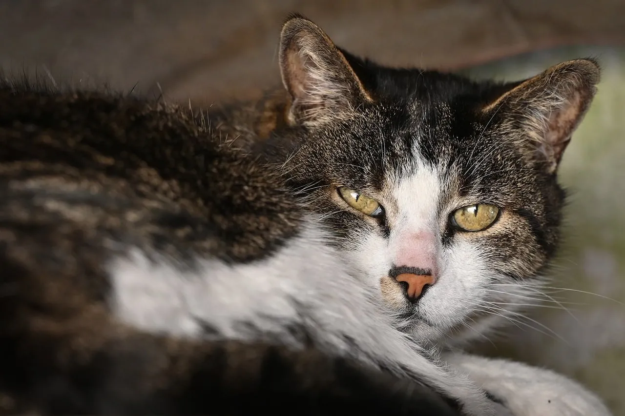 Intriguing Gaze: Majestic Cat Portrait Wallpaper