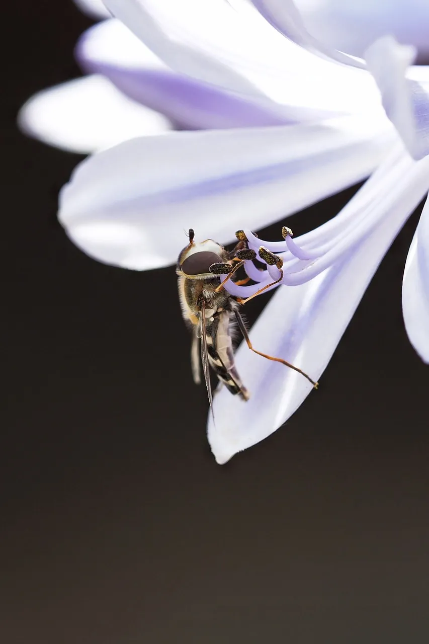 Enchanting Macro: Hoverfly Delicately Nectaring on White Lily