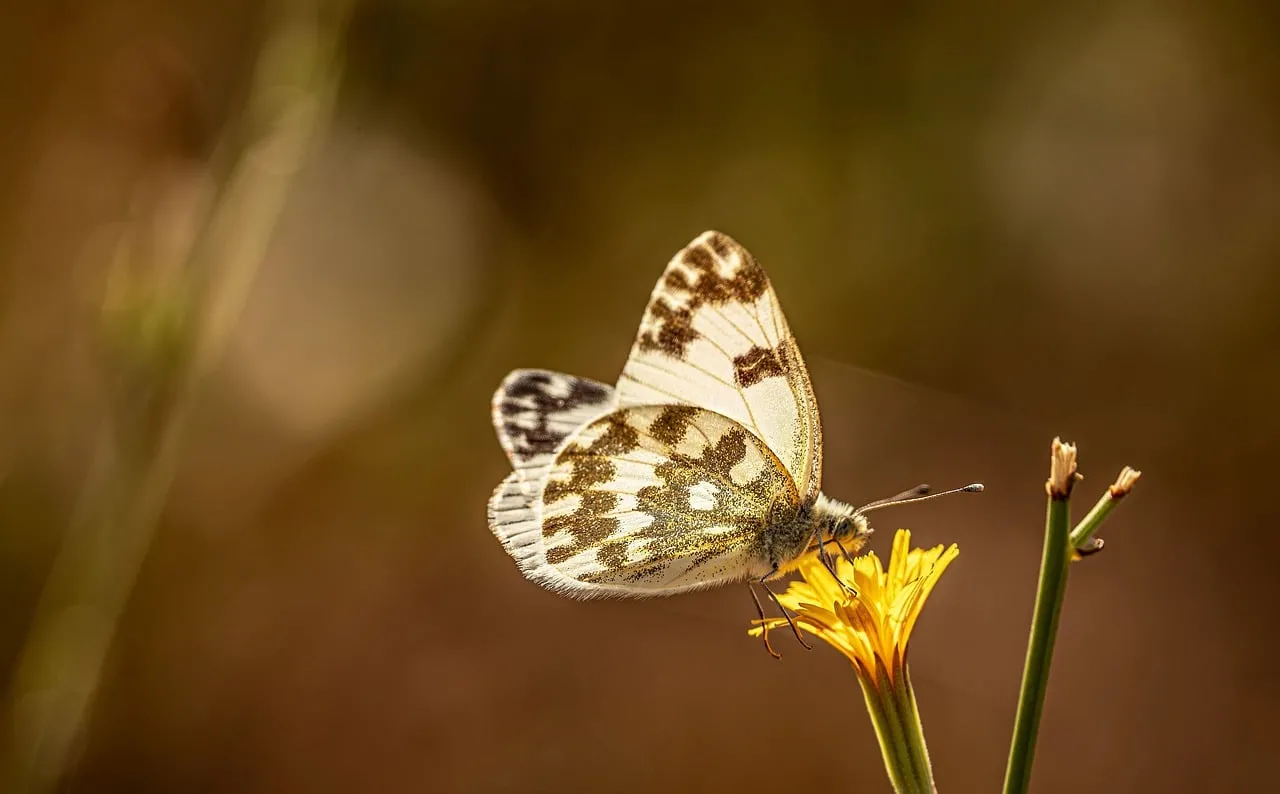 Stunning White-winged Butterfly on Yellow Wildflower