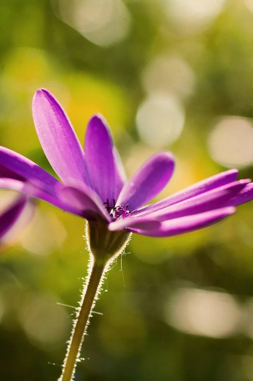 Vibrant Purple Bloom: A Macro Symphony of Spring