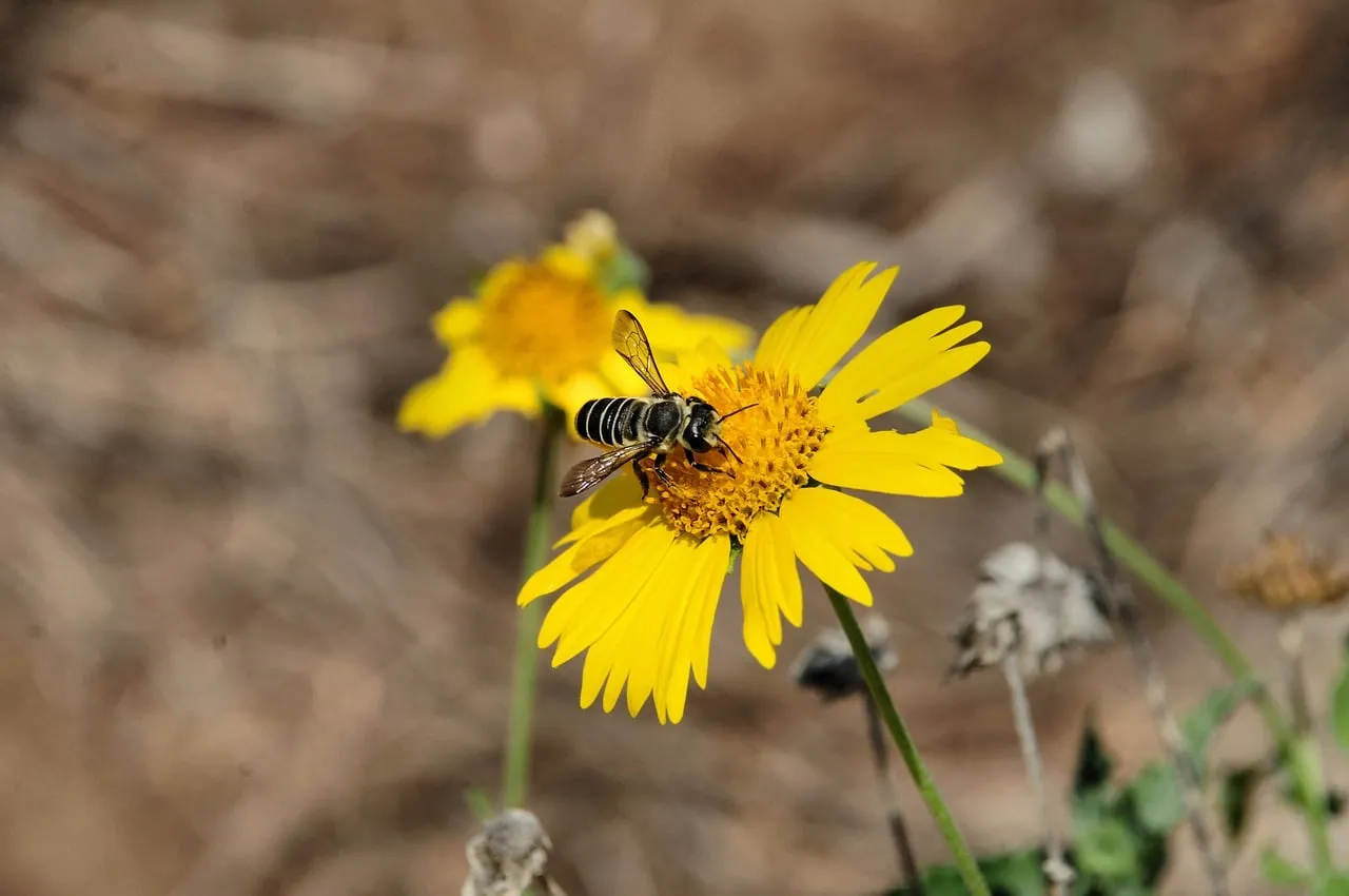 Vibrant Macro: Busy Bee Pollinating a Bright Yellow Flower