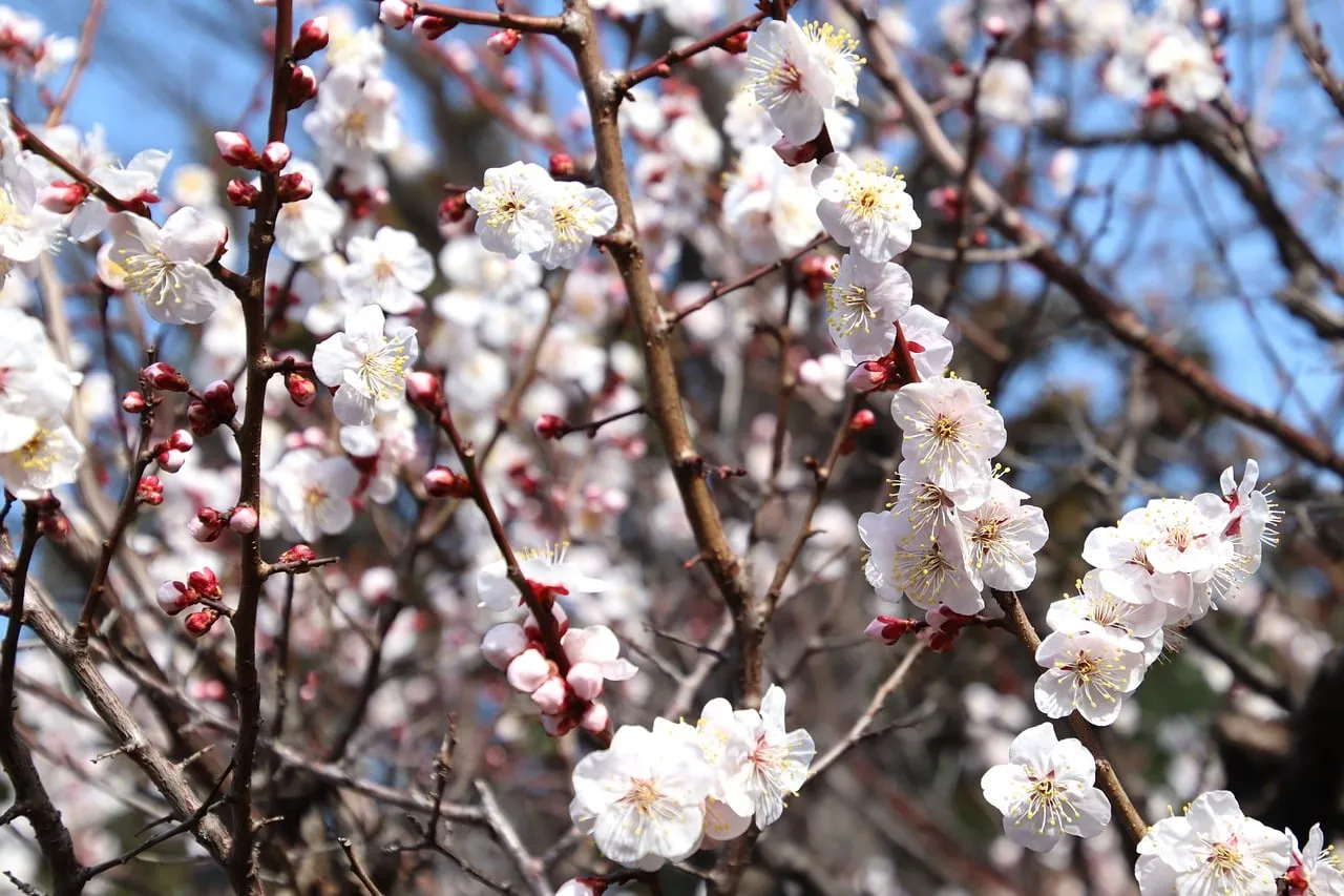 Breathtaking White Plum Blossoms: Spring's Gentle Embrace