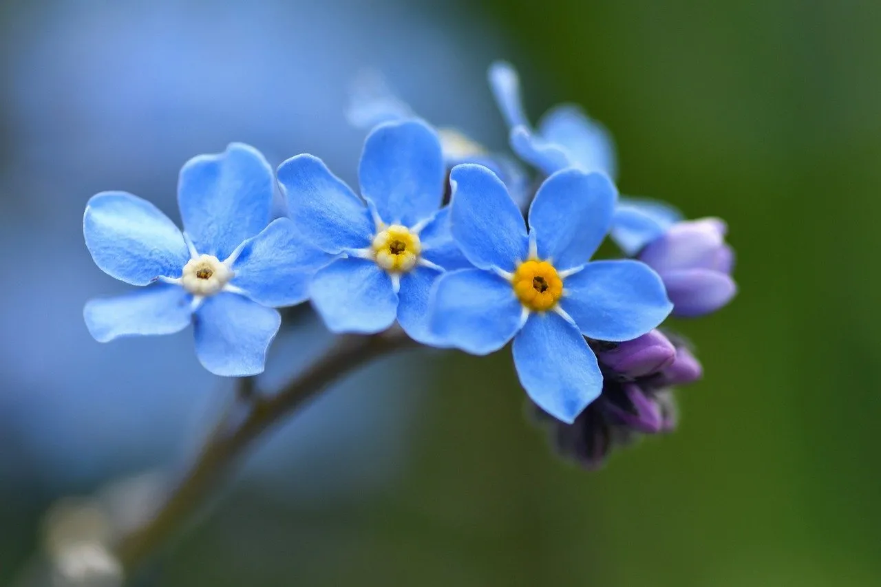 Stunning Blue Forget-Me-Nots: A Delicate Macro View