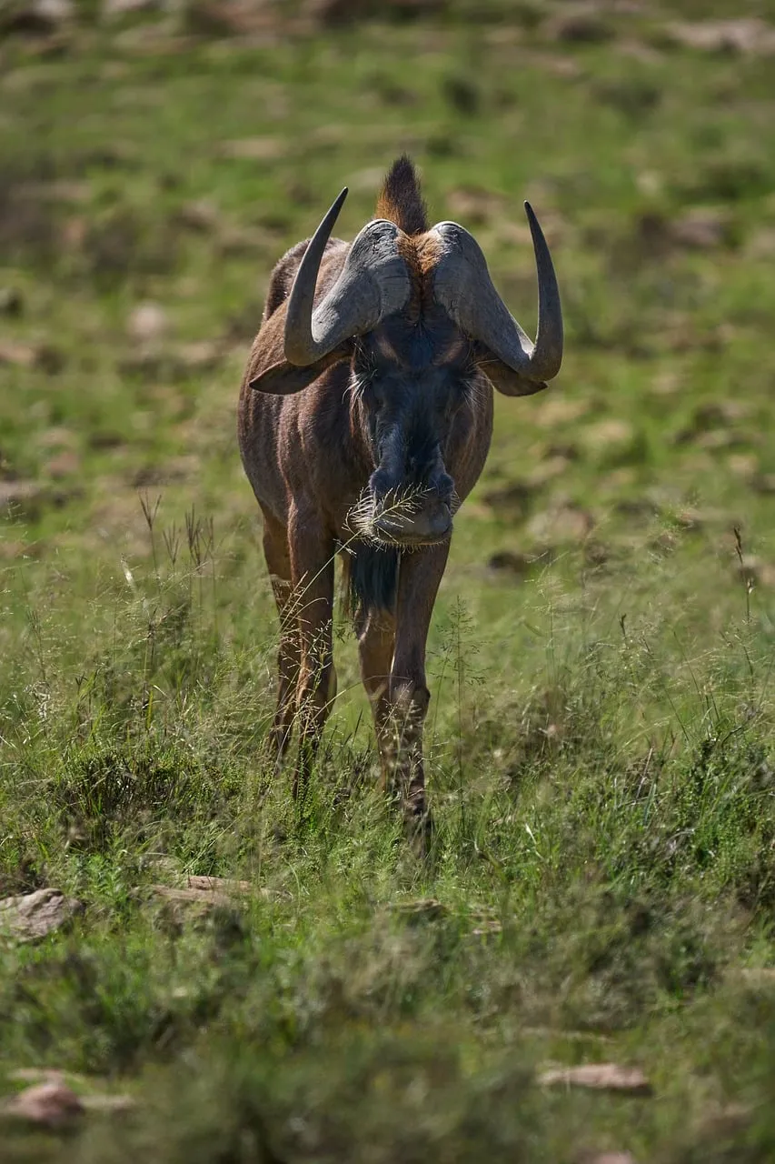 Majestic Wildebeest Roaming the African Savanna