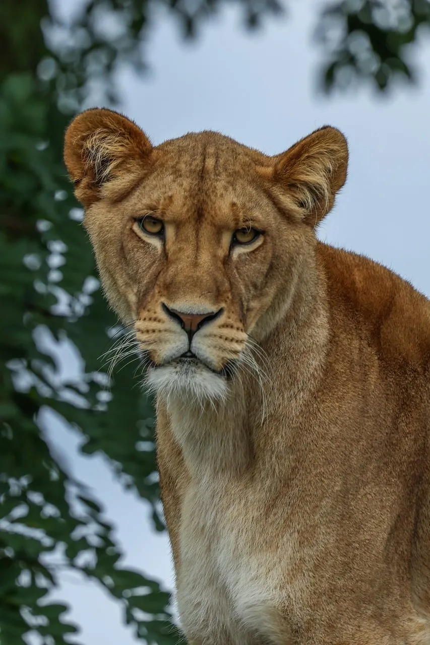 Majestic Lioness Gaze: A Striking Wild Cat Portrait