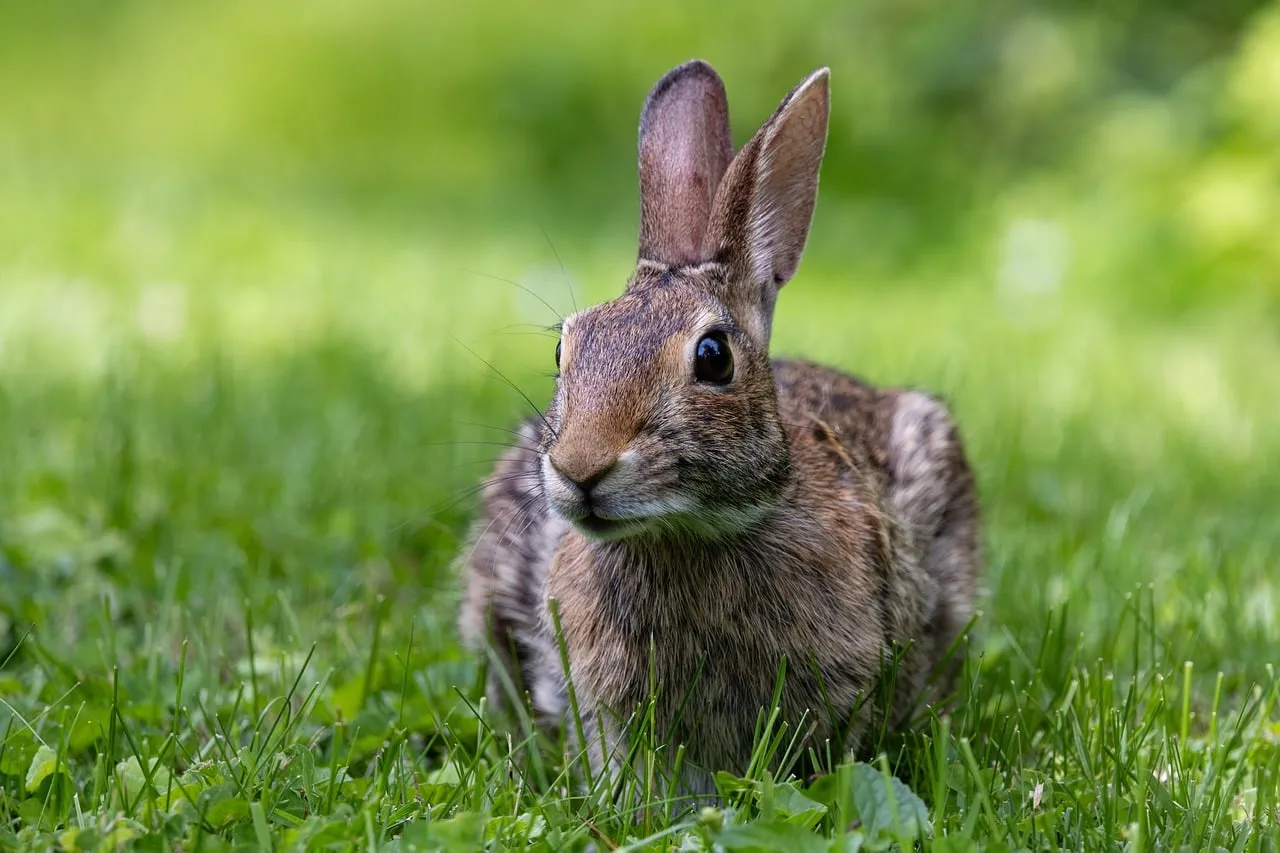 Charming Wild Rabbit: Spring's Innocent Gaze in Green Grass