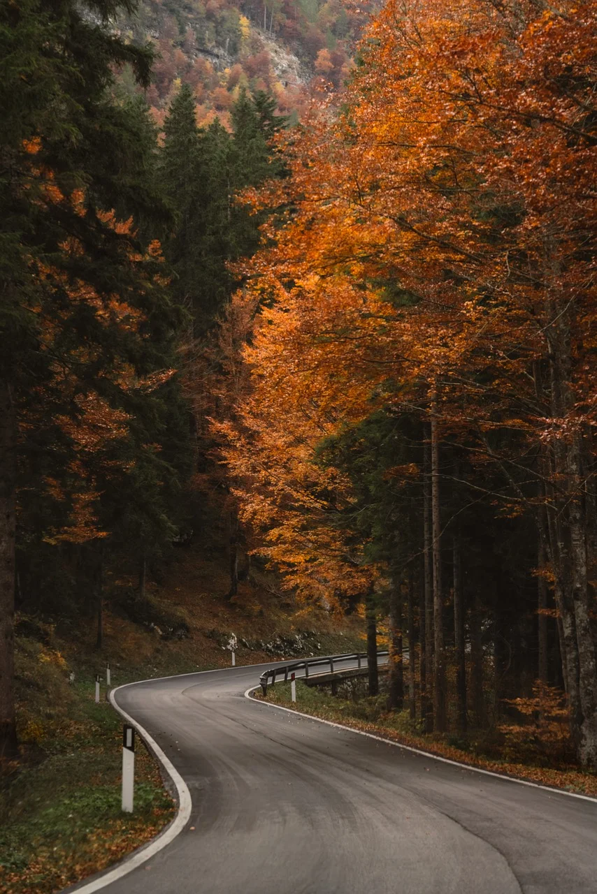 Breathtaking Autumnal Bend: Serene Forest Road Journey