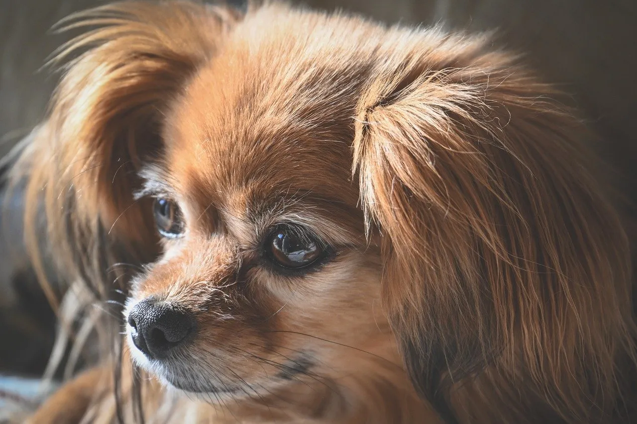 Adorably Fluffy Puppy Portrait: Irresistible Eyes