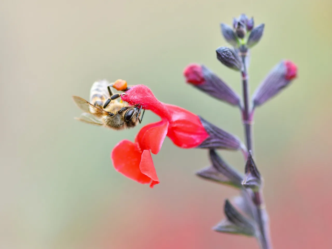 Vibrant Macro: Busy Bee Foraging on Red Blossom