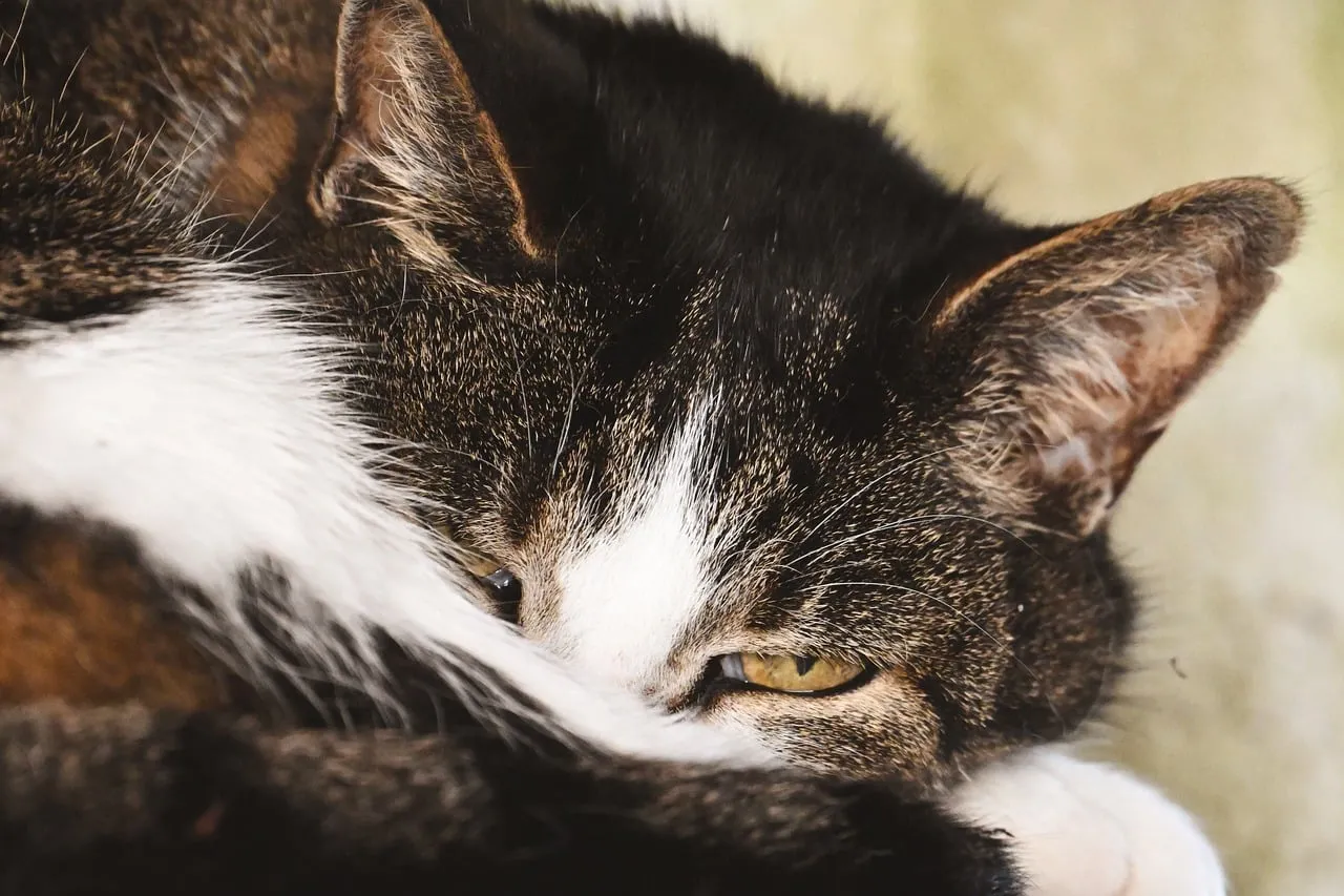 Captivating Gaze: Young Cat's Serene Nap