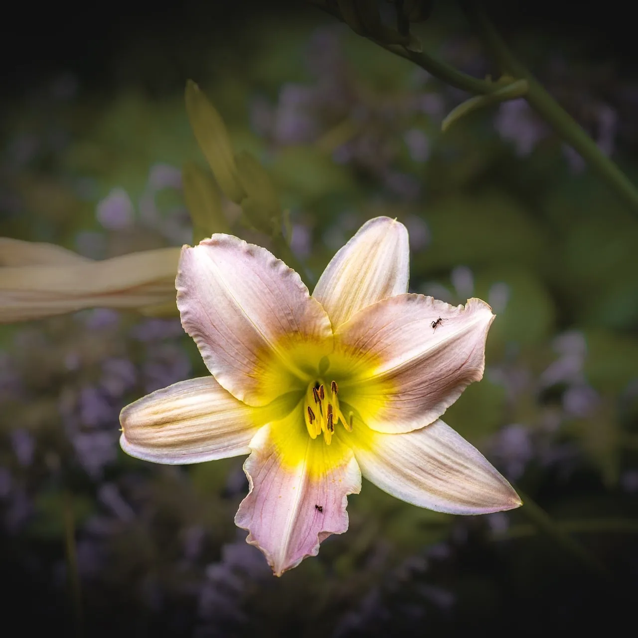 Delicate Lily Bloom: A Macro Symphony of Summer Hues